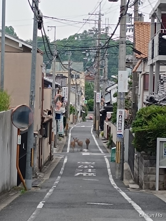 登大路