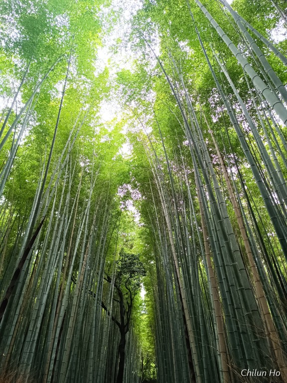 竹林の道