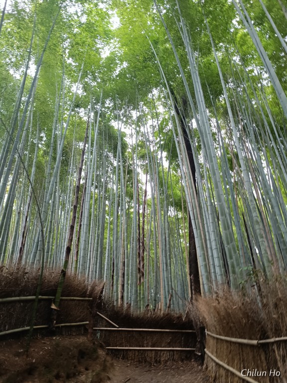 竹林の道