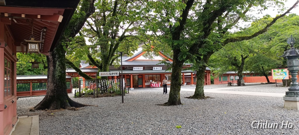 信玄桜