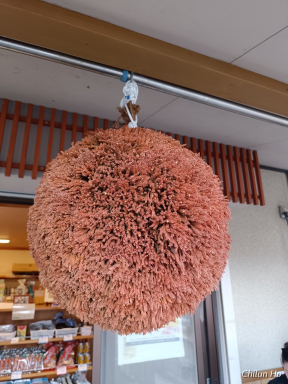 ここずらよ
