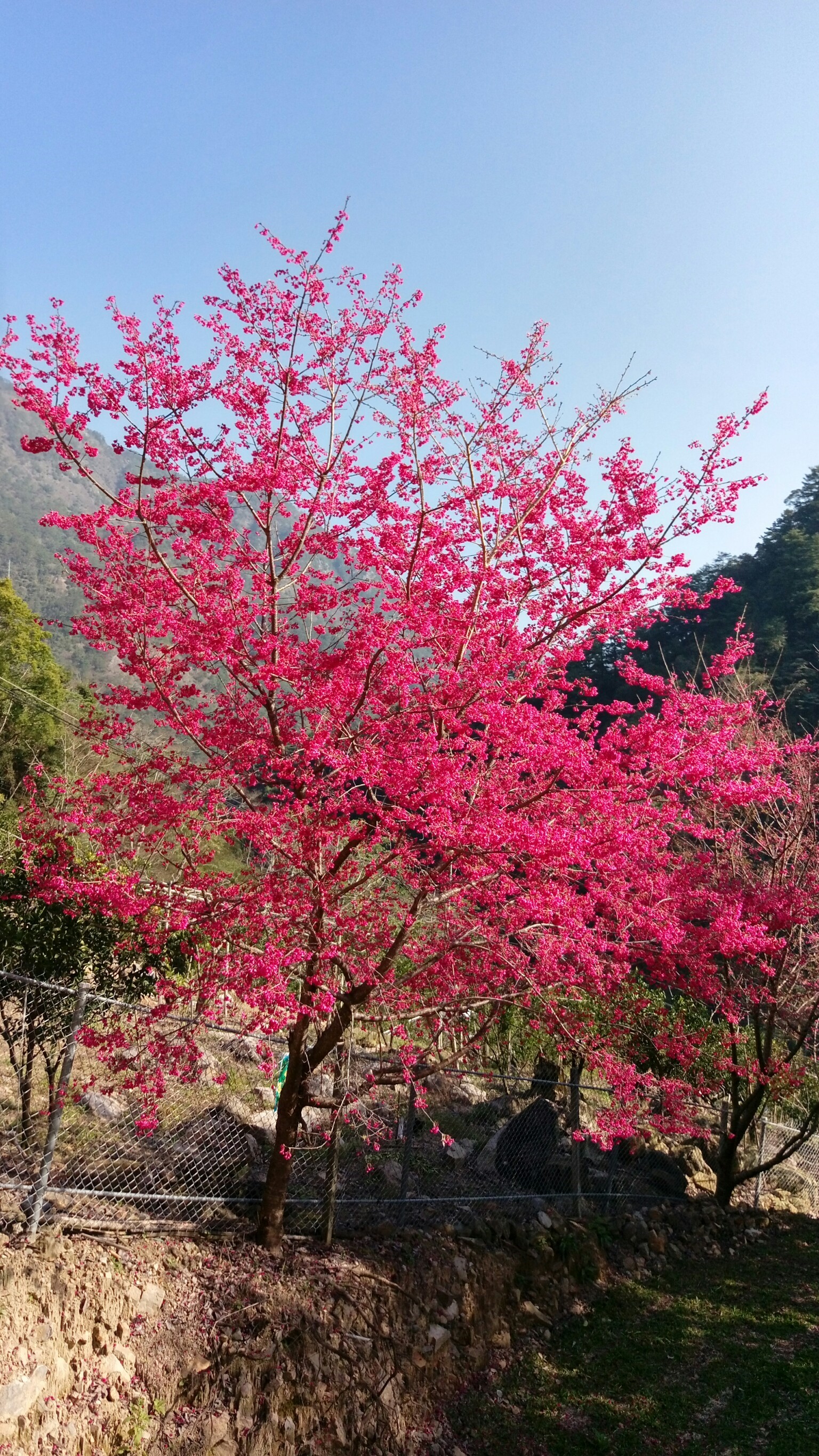 2018.2.18阿冷山_180219_0030