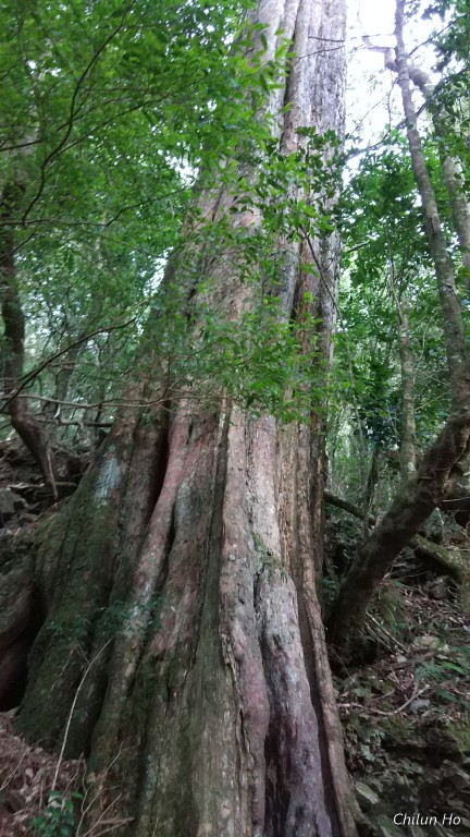 2018北大武山登頂照片 2018/03/12