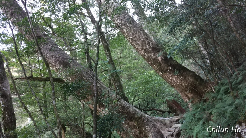 北大武登山步道