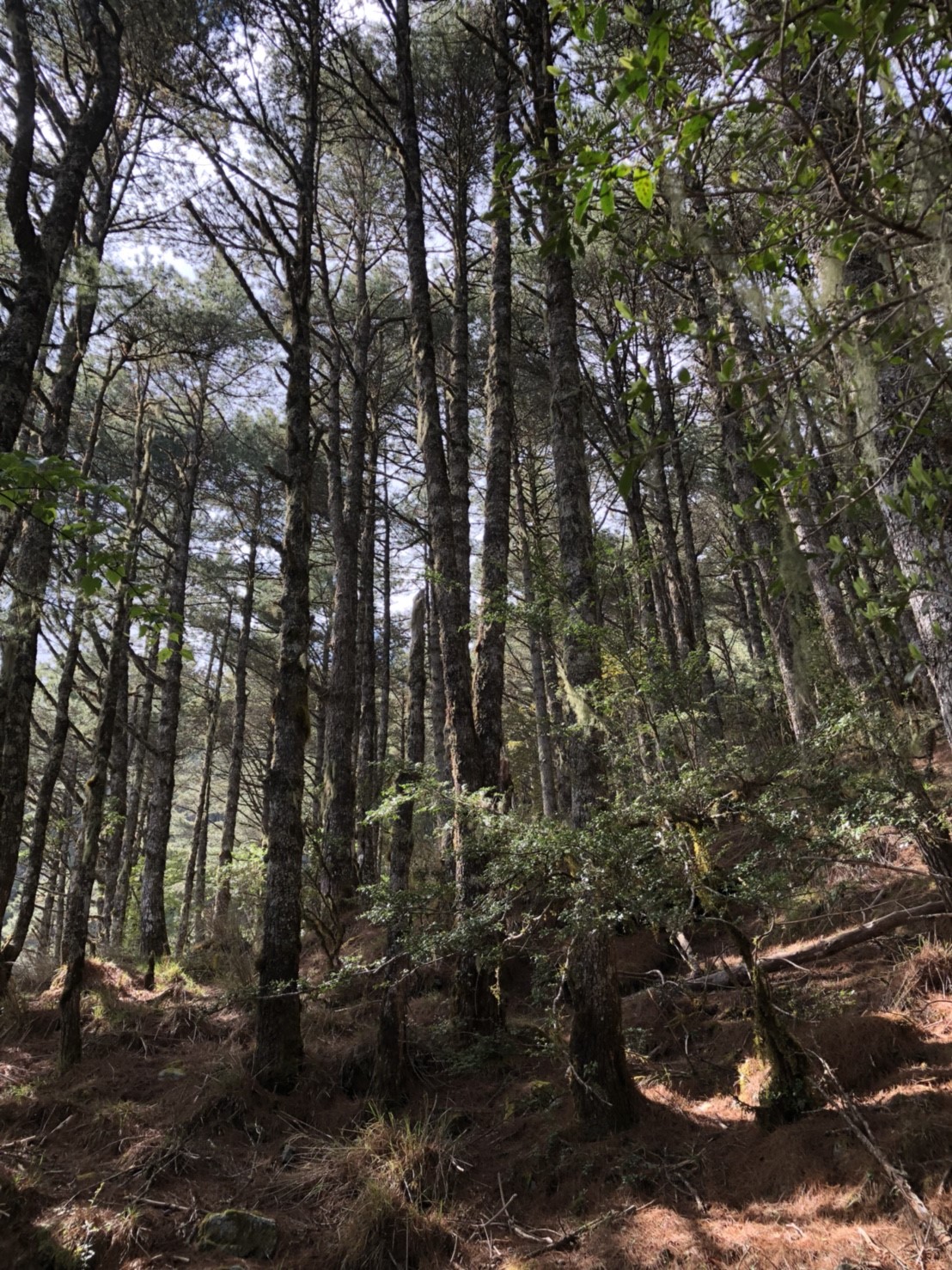 嘉明湖鐘鼎山林慢活團（鄭照斌作品）_180504_0108