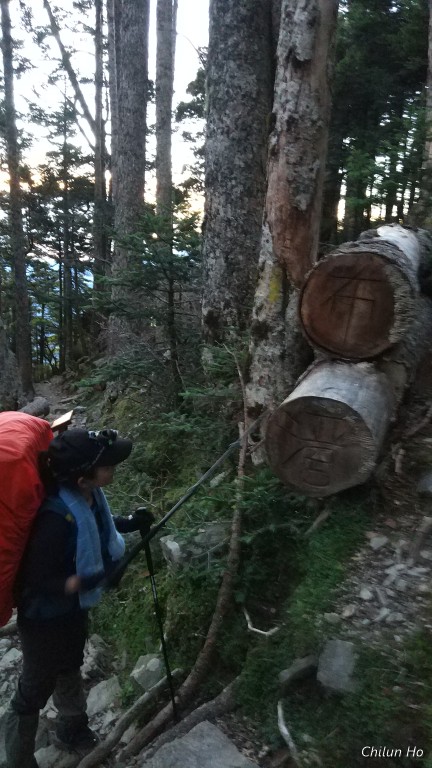 雪山主峰步道----黑森林路段