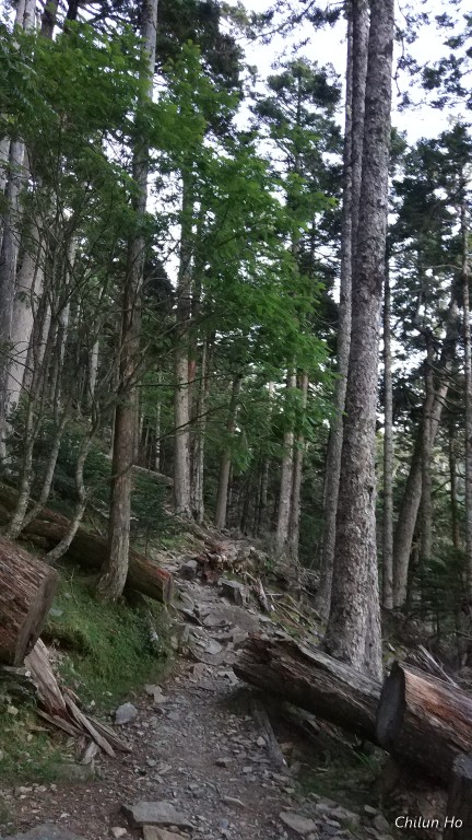 雪山主峰步道----黑森林路段