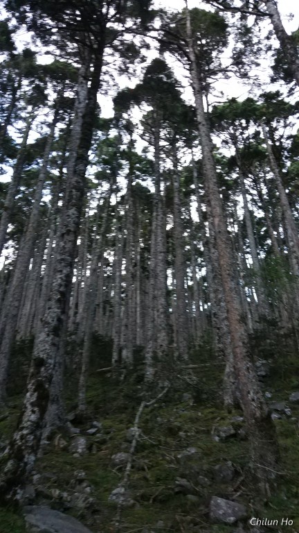 雪山主峰步道----黑森林路段