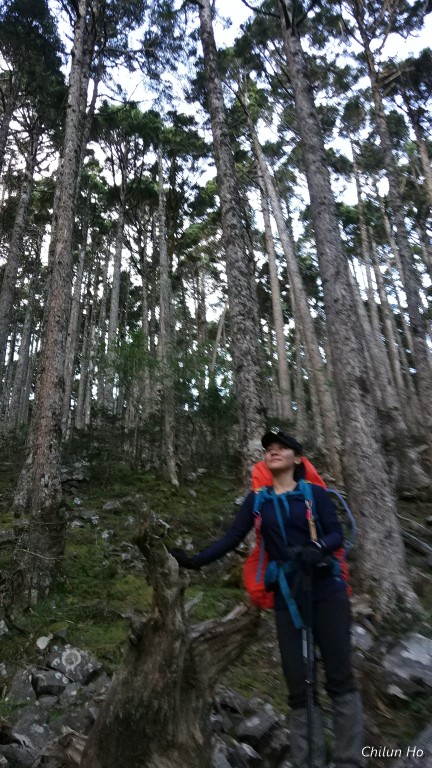 雪山主峰步道----黑森林路段