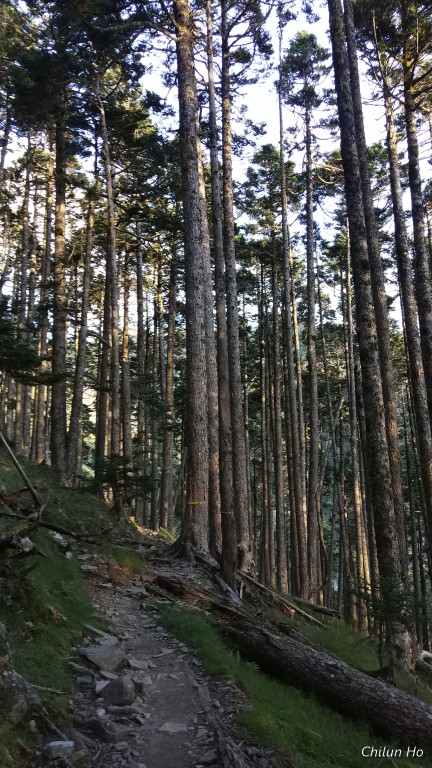 雪山主峰步道----黑森林路段