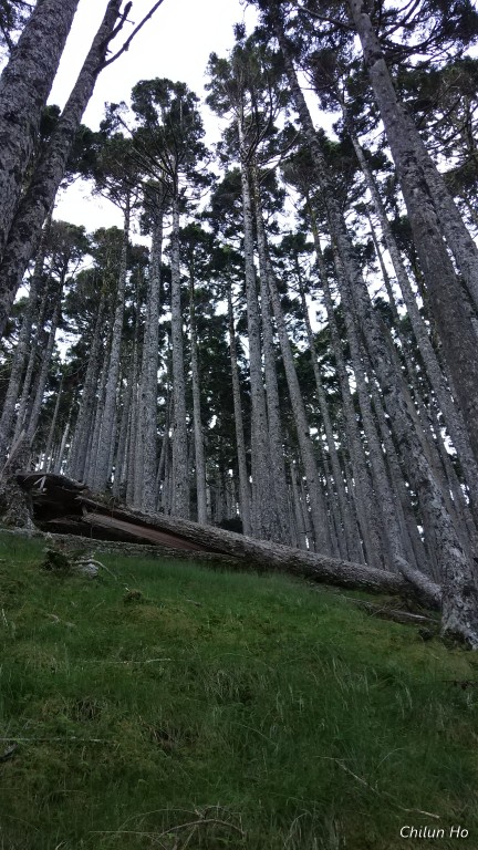 雪山主峰步道----黑森林路段