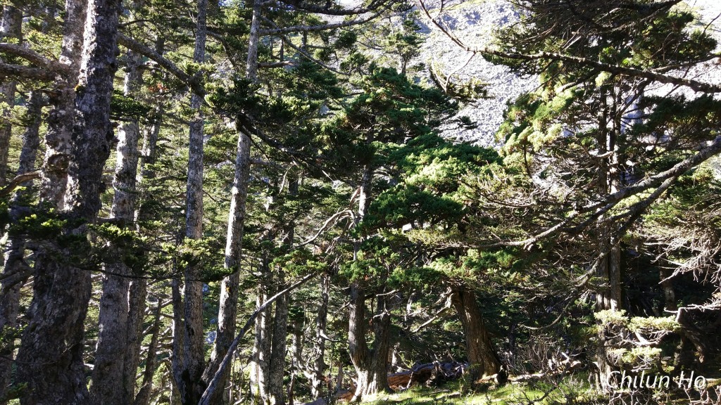雪山主峰步道----黑森林路段