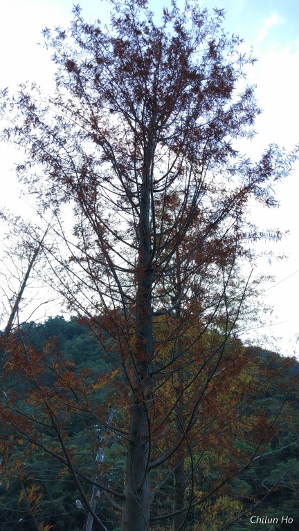 八仙山林道