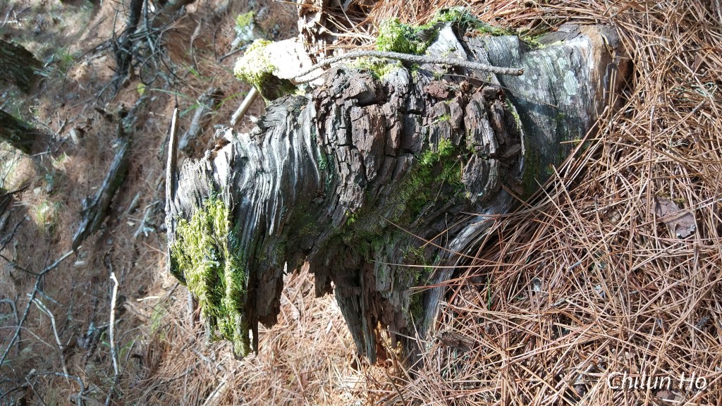 2019中央尖山前進香菇寮營地照片 2019/04/05