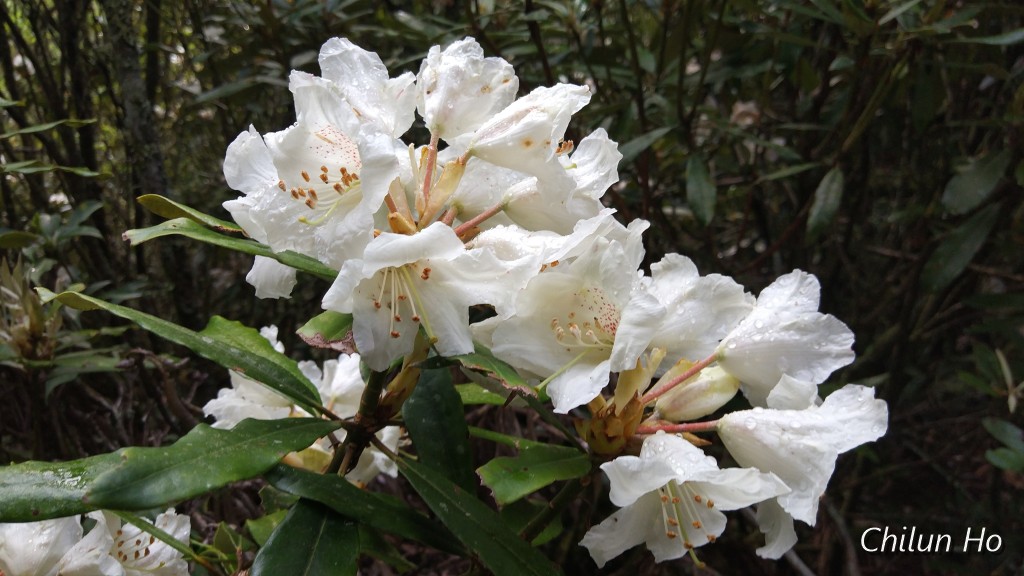 2019大霸群峰下山慶功宴照片 2019/04/28
