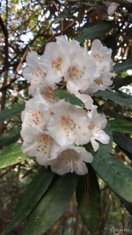 椅子