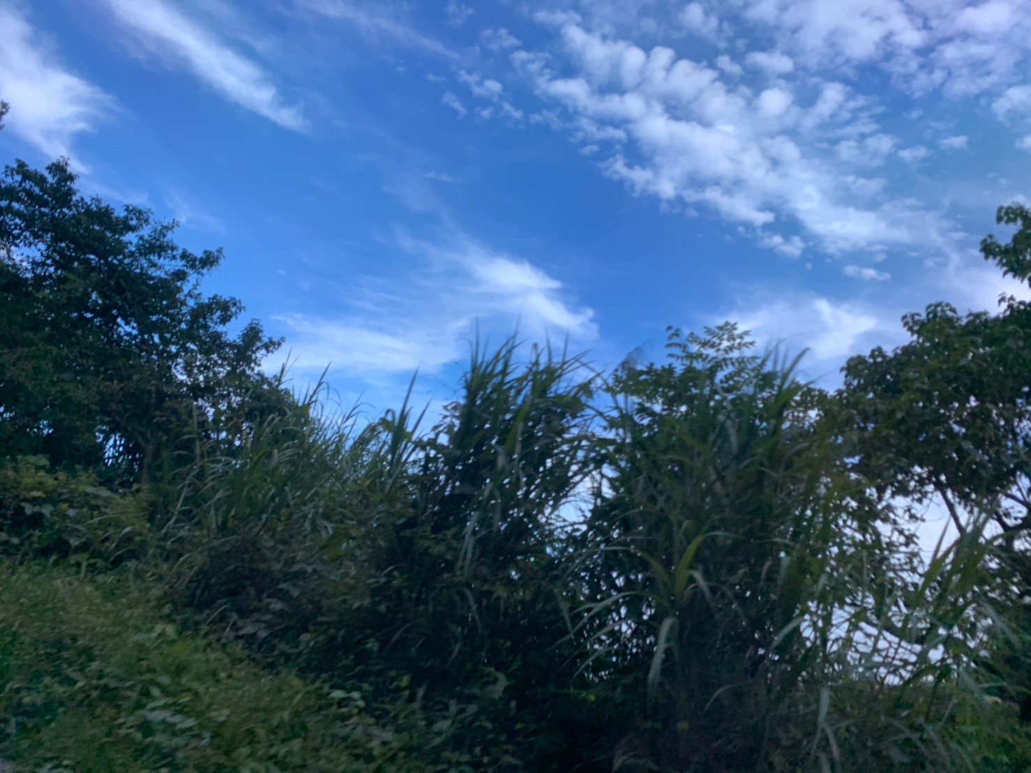 2019060708風景隨意拍_190611_0026