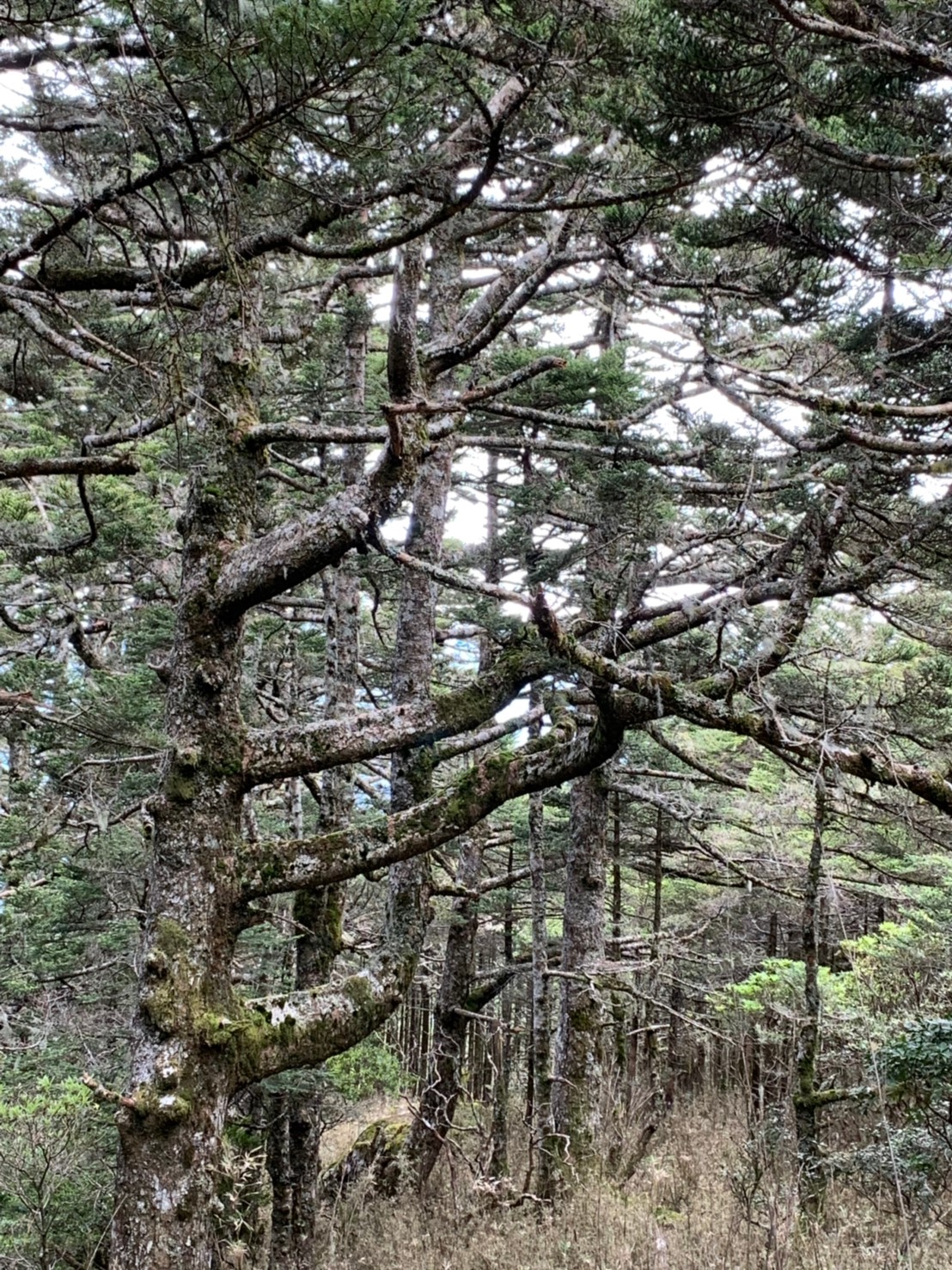 2019060708風景隨意拍_190611_0052