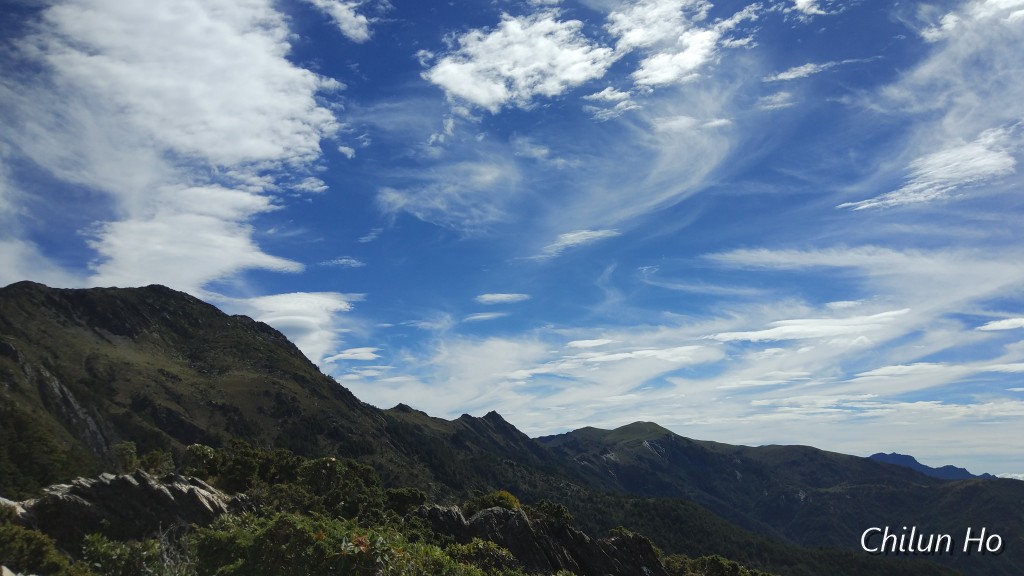 向陽名樹