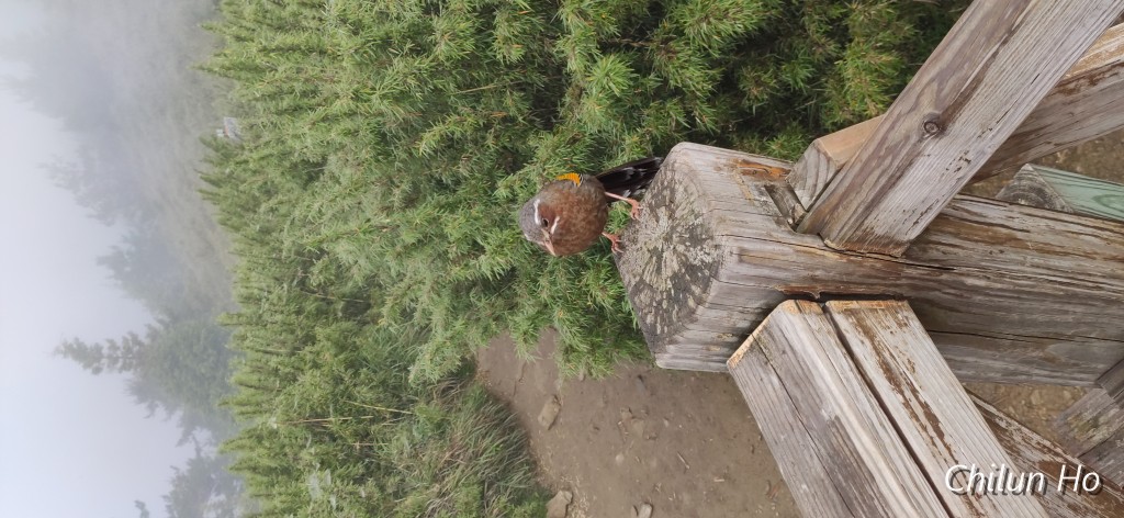 IMG_20190712_074205