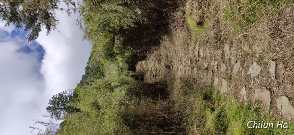 鹿林山登山步道