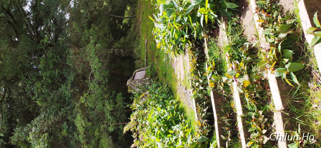 鹿林山登山步道