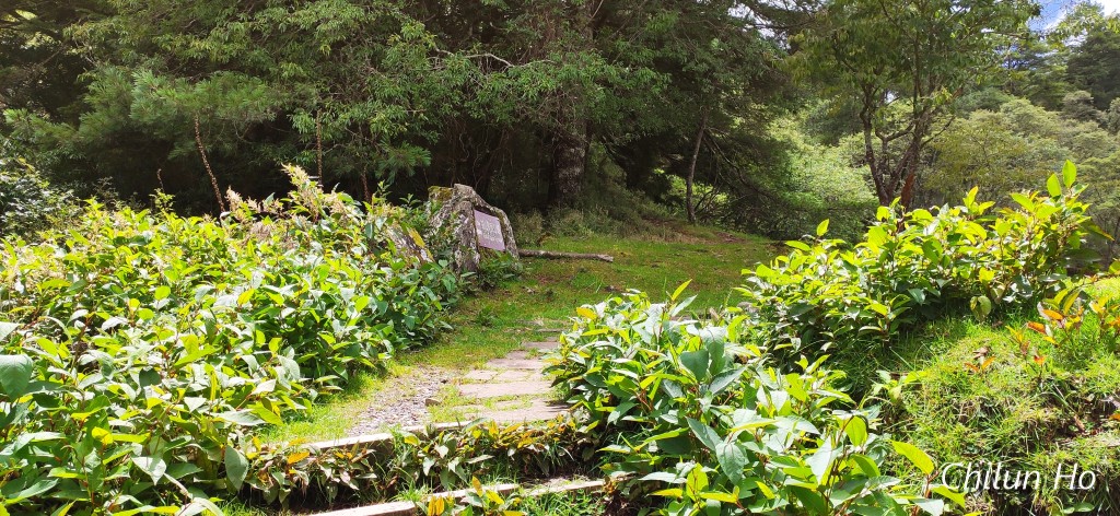 鹿林山登山步道
