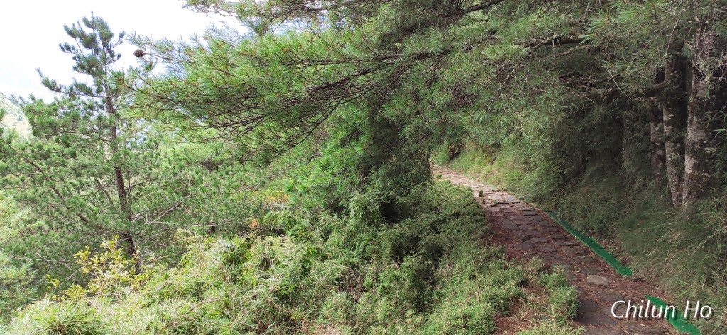 (原玉山林道)