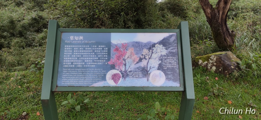 鹿林山登山步道