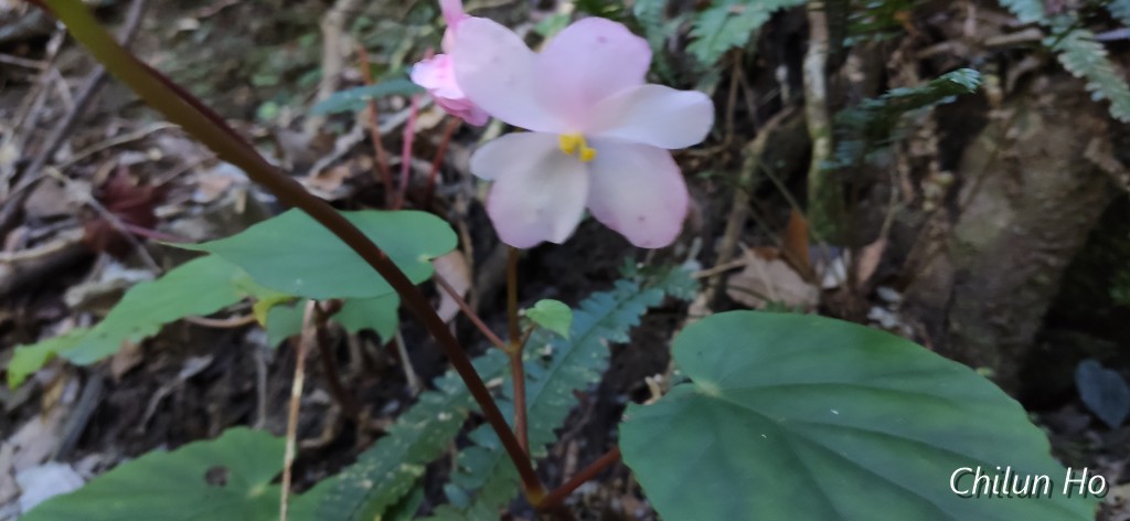 賞鳥平台