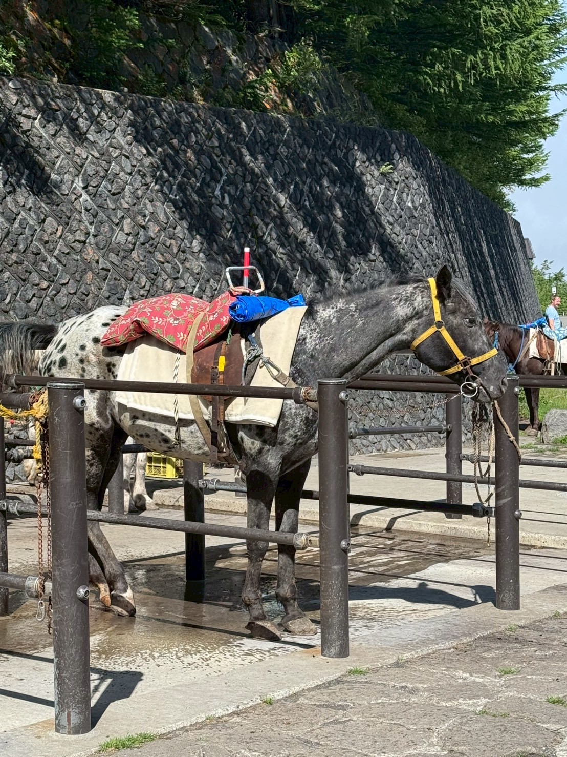 LINE_ALBUM_20250716-0720-小羊_250723_90