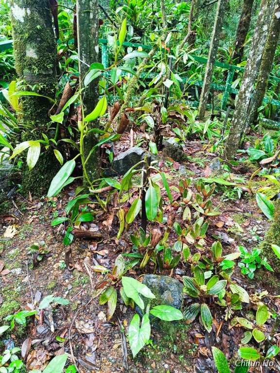 Silau-Silau Trail