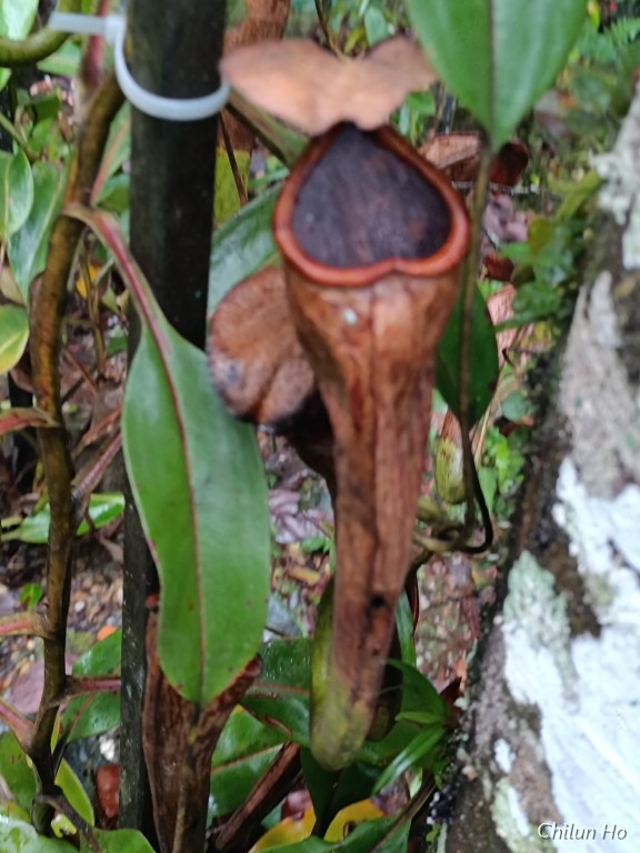 Silau-Silau Trail