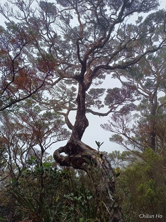 Ranau Trail