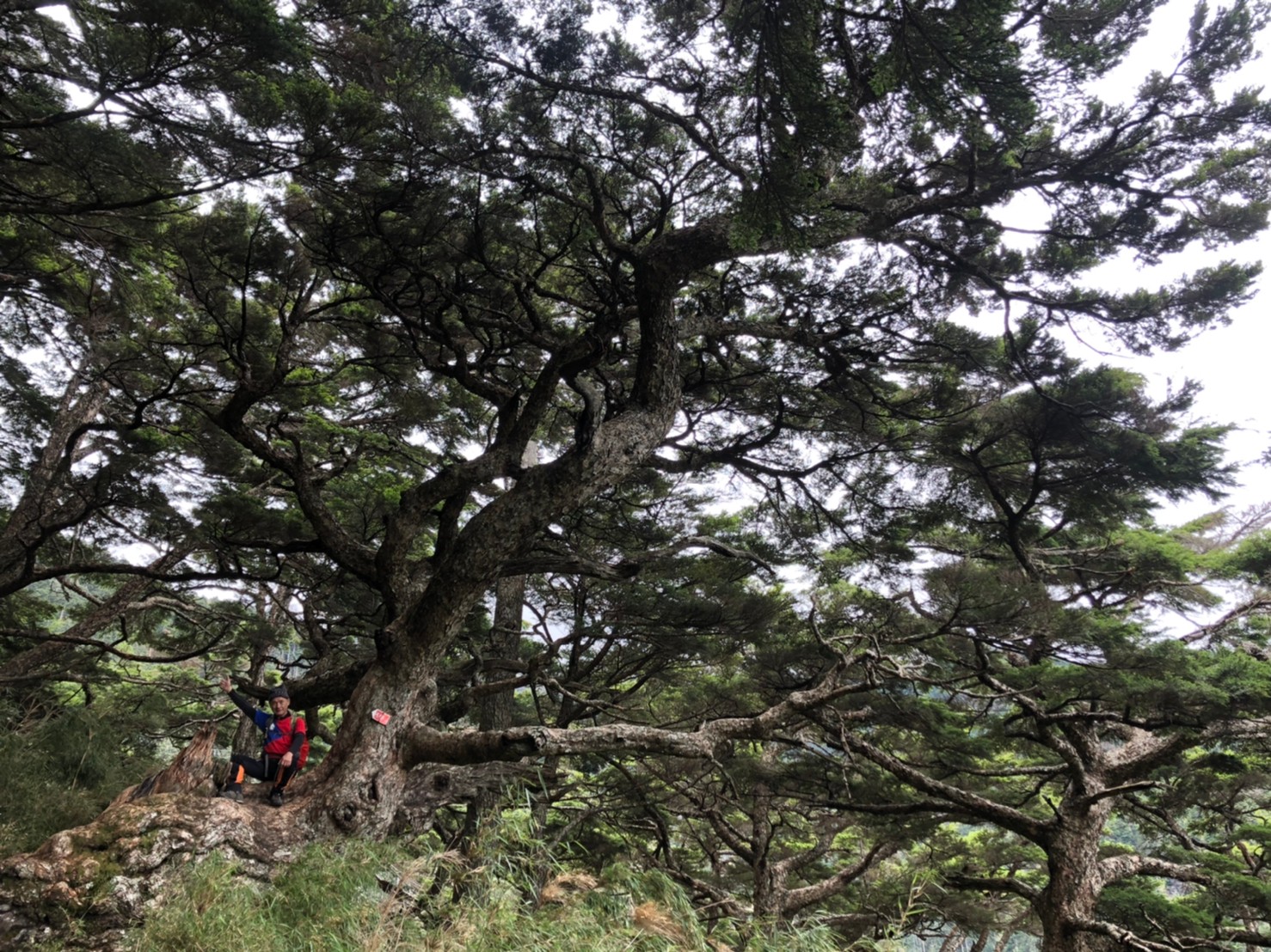 2020玉山主峰前往排雲山莊