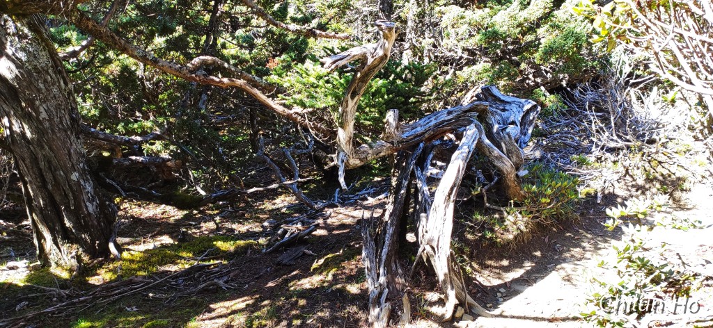 玉山步道