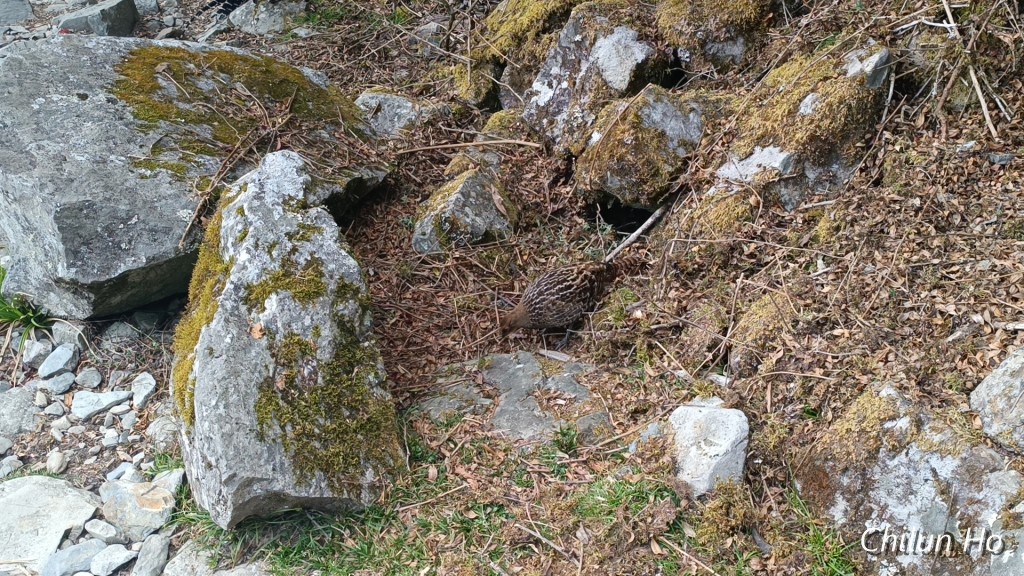玉山西峰步道